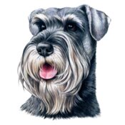 Schnauzer