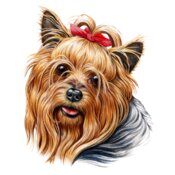 Yorkie