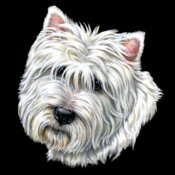 Westie