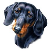 Dachshund