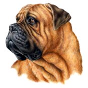 Bullmastiff