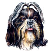 Shih Tzu